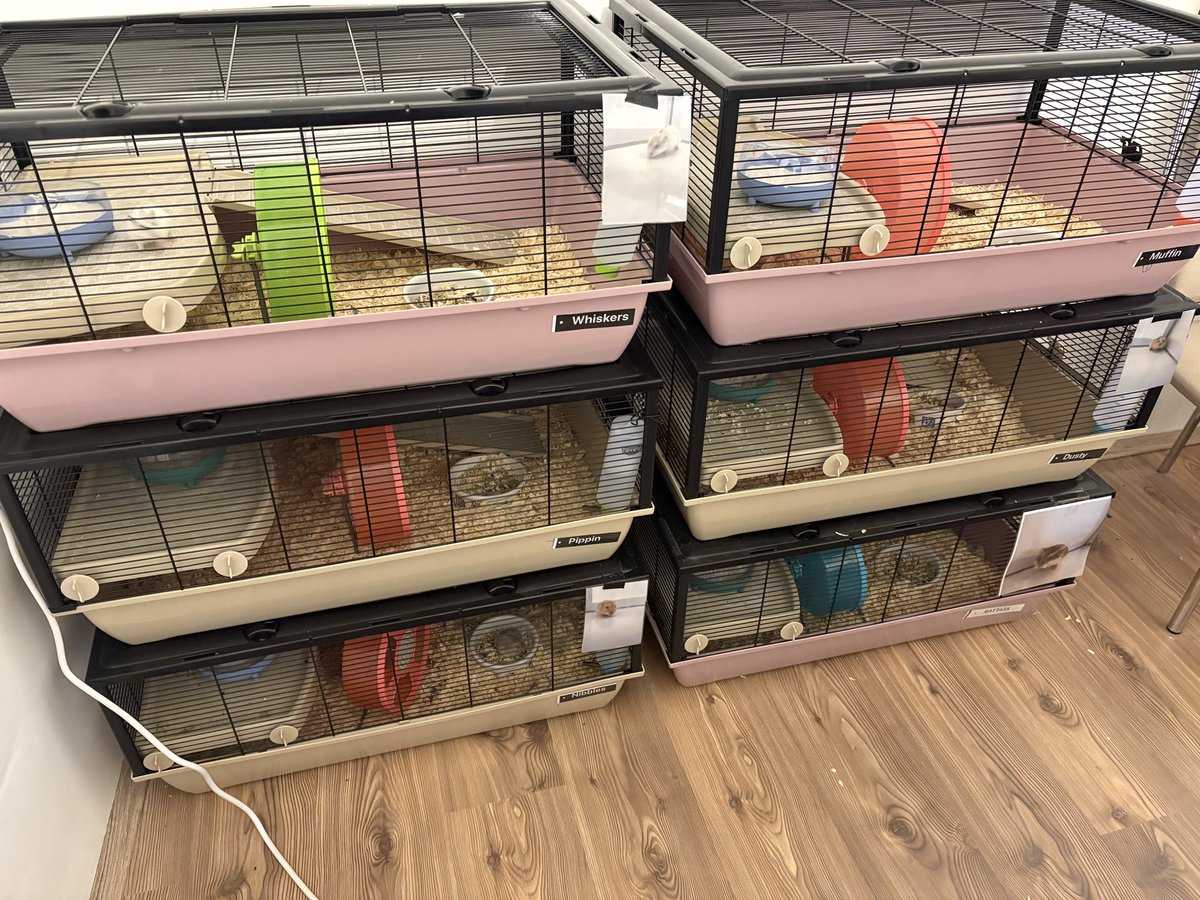 Hamsters_fun's tweet photo. Our Setup is Great! https://t.co/LyOuKeY9NI