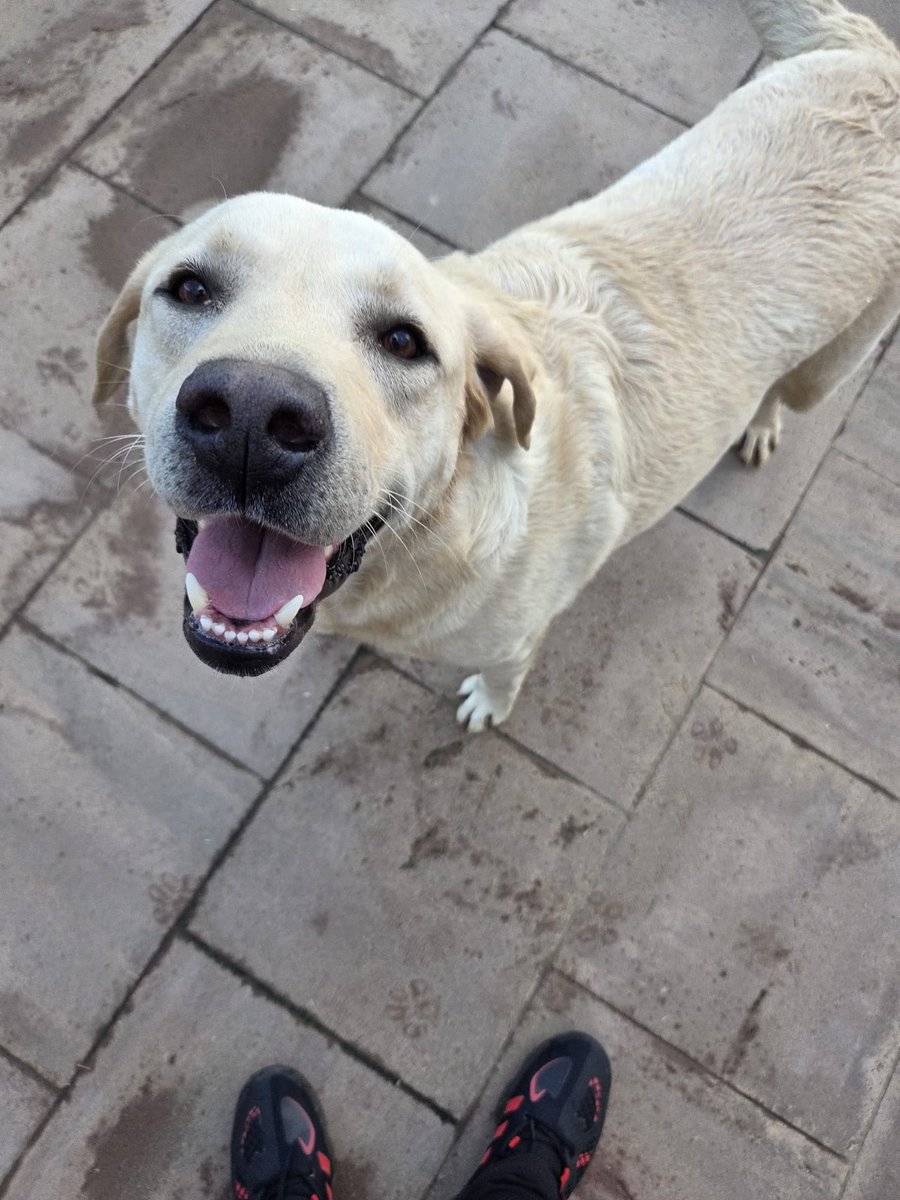 dewaitforitniz's tweet image. YUVA
Geçtiğimiz hafta Koç Batı kampüsünde bir köpek canice ezilerek öldürüldü ve aynı hafta içinde ana kampüse çok sevecen, insancıl bir köpek bırakıldı. Ana kampüste köpek beslemeye okul izin vermiyor, batıya bırakırsak aynısının onun başına gelmesinden korkuyoruz. Çaresiziz:(