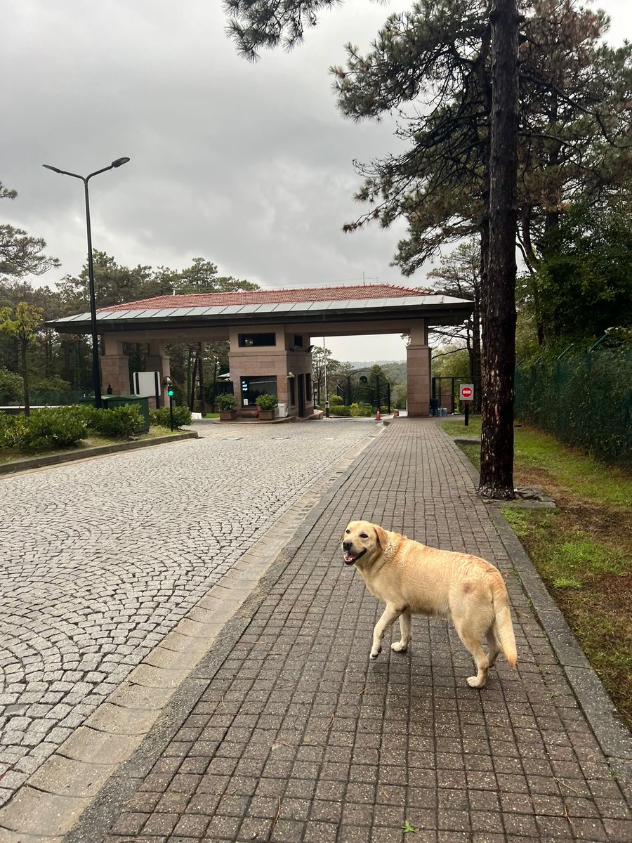 dewaitforitniz's tweet image. YUVA
Geçtiğimiz hafta Koç Batı kampüsünde bir köpek canice ezilerek öldürüldü ve aynı hafta içinde ana kampüse çok sevecen, insancıl bir köpek bırakıldı. Ana kampüste köpek beslemeye okul izin vermiyor, batıya bırakırsak aynısının onun başına gelmesinden korkuyoruz. Çaresiziz:(