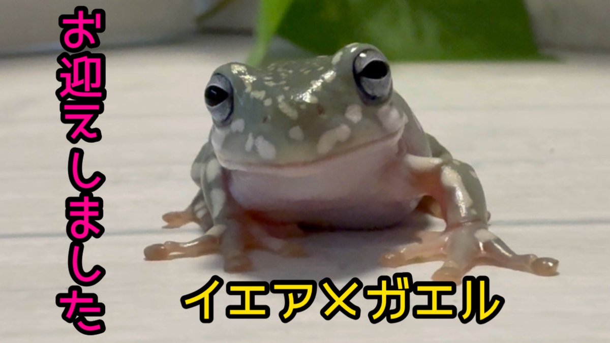 kero_kts's tweet photo. お迎えしたべびたんの紹介動画をYouTubeに投稿しました❤︎イエアメ各モルフの子も紹介しています。見てね★
https://t.co/N7SUaQaONQ
#イエアメガエルブルーアイスーパースノーフレーク https://t.co/1GQBBu5PRt