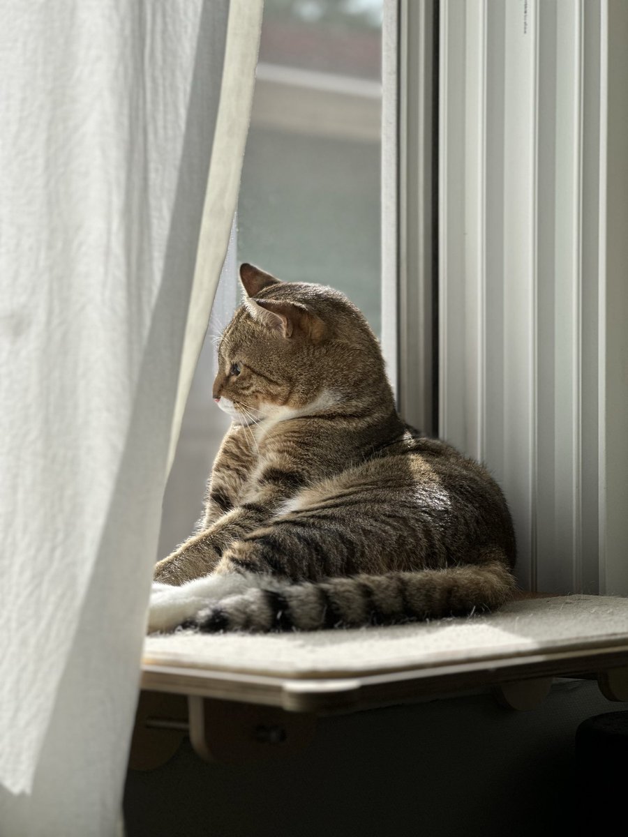 RockstarCat0305's tweet image. 잠깐의 햇살도 놓치지 않는 고양이☀️