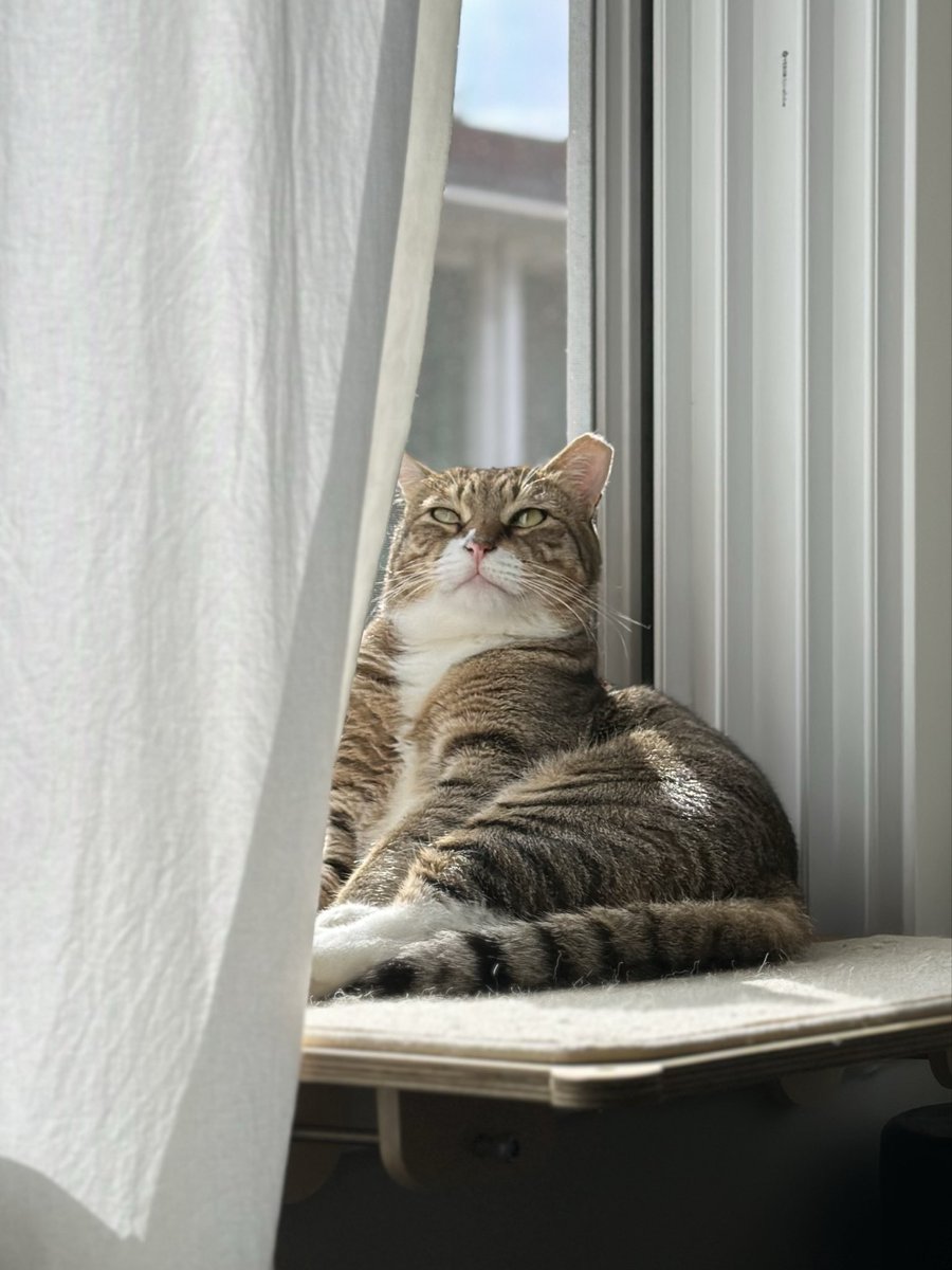 RockstarCat0305's tweet image. 잠깐의 햇살도 놓치지 않는 고양이☀️