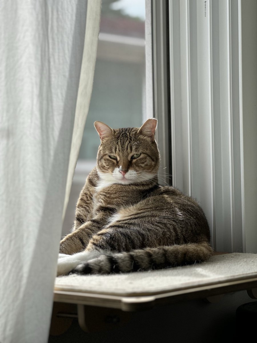 RockstarCat0305's tweet image. 잠깐의 햇살도 놓치지 않는 고양이☀️