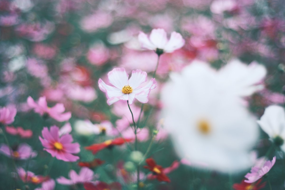 landmarkkansai's tweet image. 朝から撮影に行ってきました🚗🌼
着いた時は晴れてたけど
その後はどんより曇って・・・
まあ雨降らなかったのは良かった😊
(帰り道でまあまあ雨降ったし😅)
#写真好きな人と繋がりたい #カメラ好きな人と繫がりたい #ファインダー越しの私の世界 #キリトリセカイ #コスモス