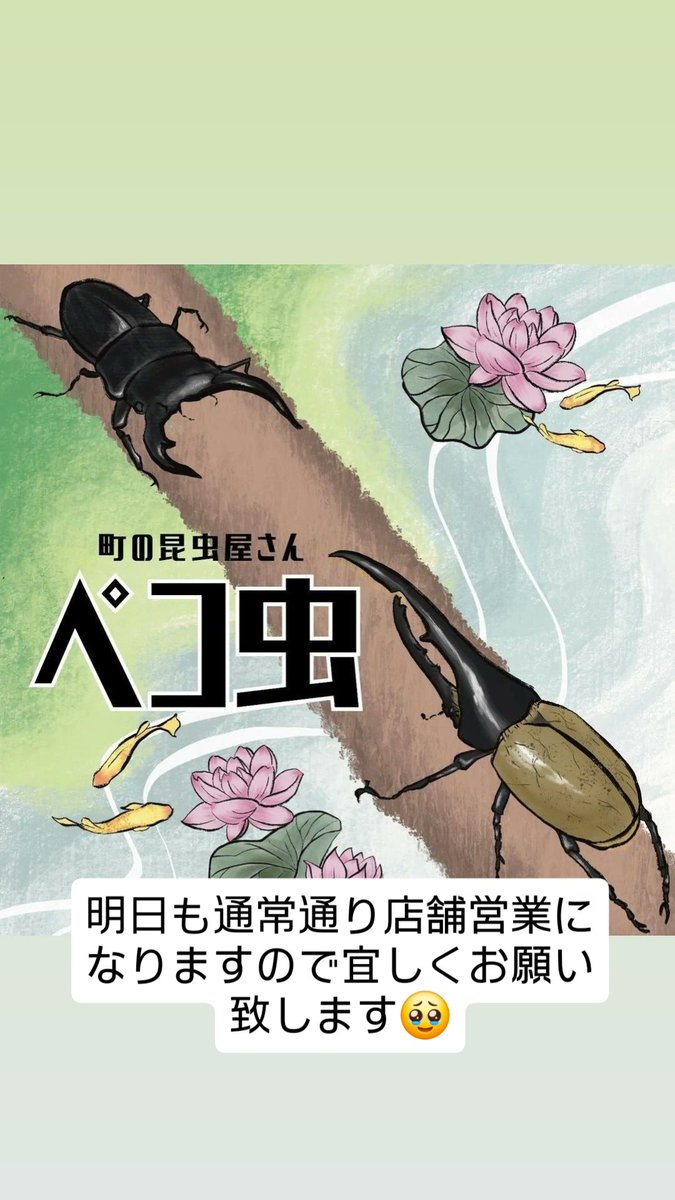 宜しくお願いし鱒 Peko on X: 