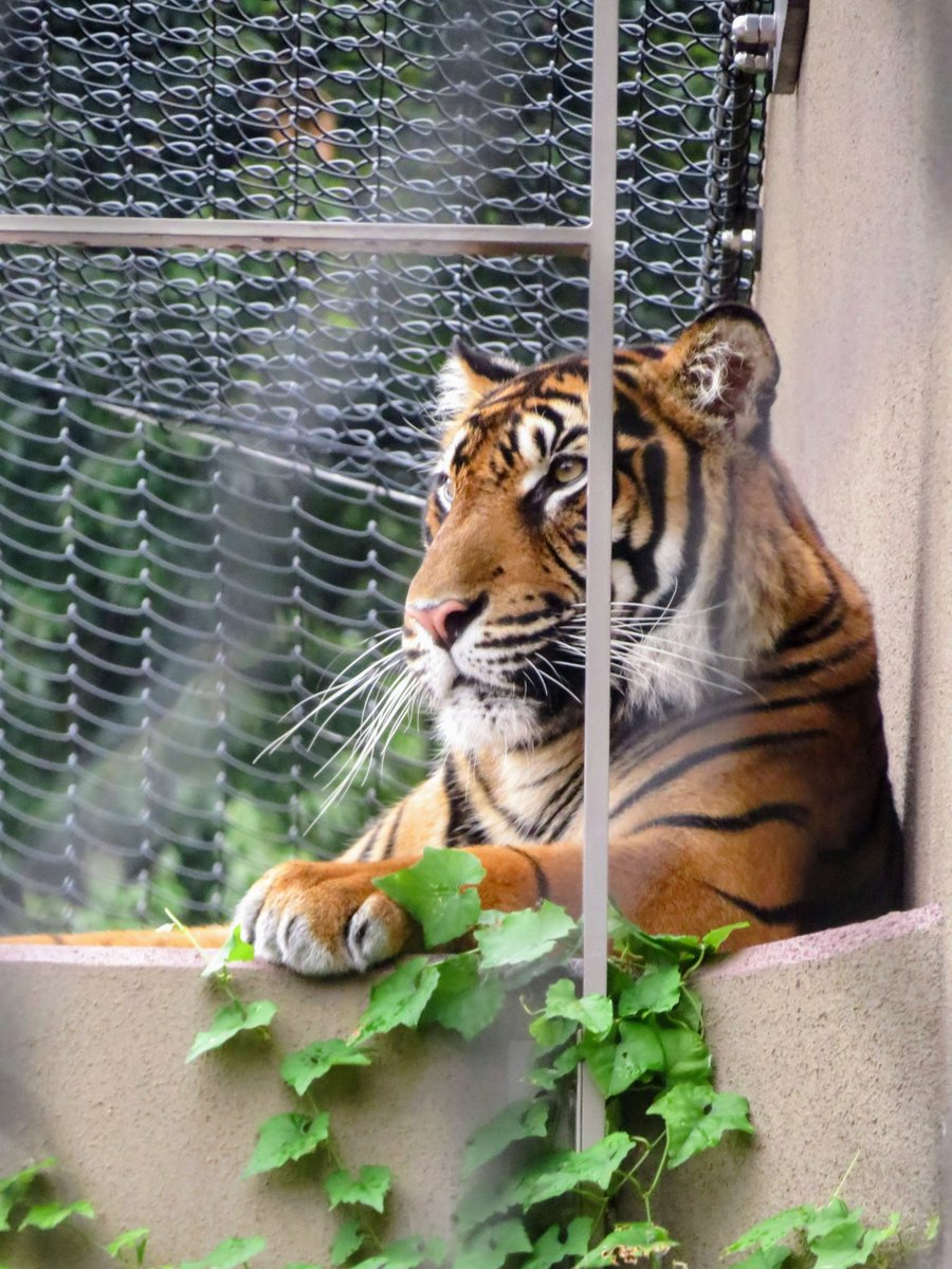 0811yone's tweet image. #スマトラトラ
#東山動植物園