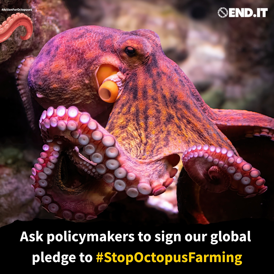 CIWF_Global's tweet photo. 🐙 It’s our final day of #ActionForOctopuses⬇️
☠️ We exposed @PescanovaCorp's planned slaughter method for farmed octopuses.
🐟 We outlined how carnivorous aquaculture will worsen food security & overfished oceans.
Urge policymakers to keep them wild️: https://t.co/ckHAen1T1C