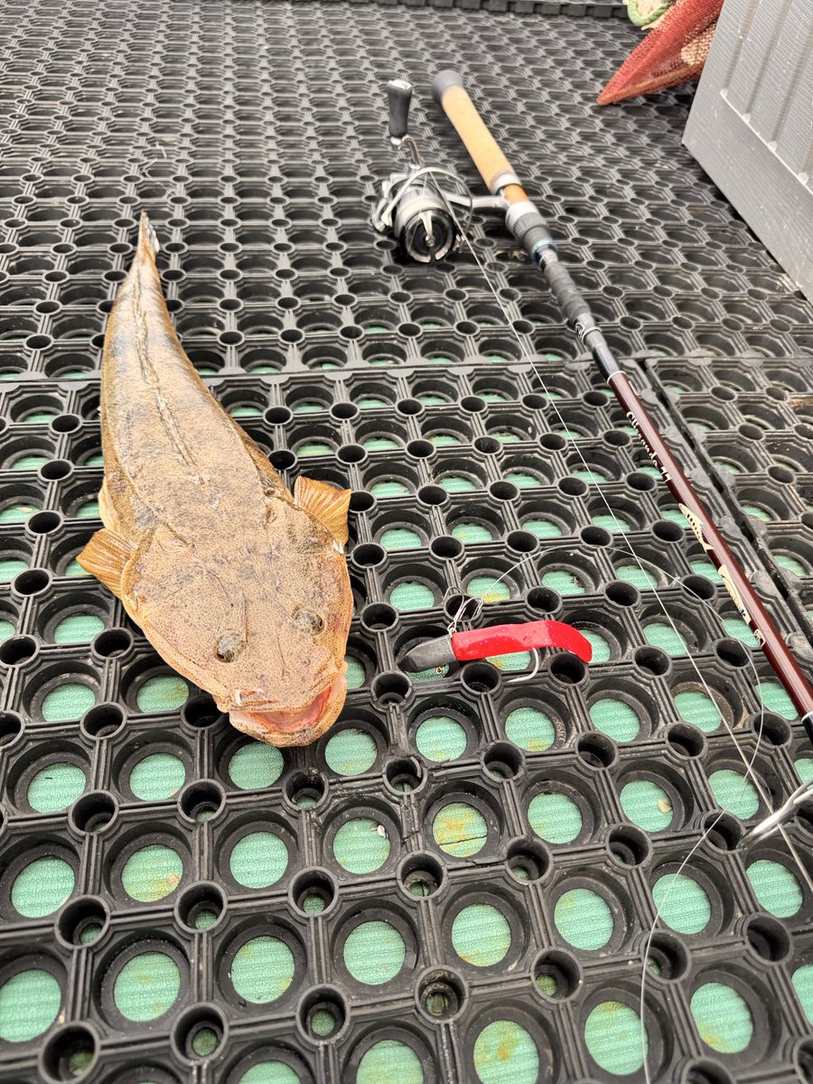 hXbpPWPoXvBTRBt's tweet image. 今日は友達来るまで1時間だけマゴチゲーム🎣
ワインドでも巻きでもハイブリッドなワーム👍
最初ワインドでバイトでも乗らずで巻きで底スレスレ巻いてたら🙏🙏
本当凄いワーム😅
#deepbite