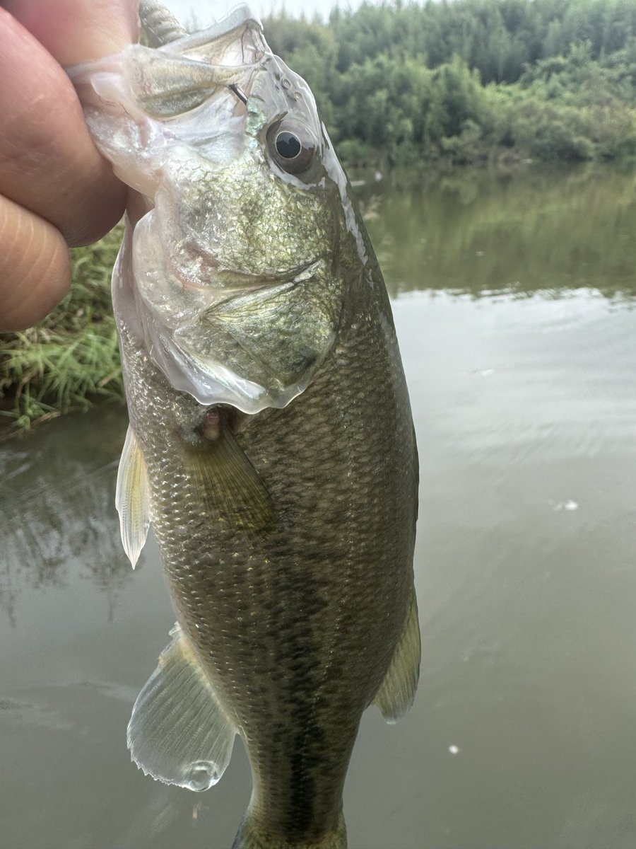 ちょっとだけ釣行
30分だけ、1バイト1フィッシュで終了
やっと見つかったハートランド722LRS-21入魂