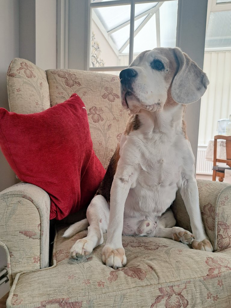 Waiting for his Sunday lunch...

#BillyTheBeagle
