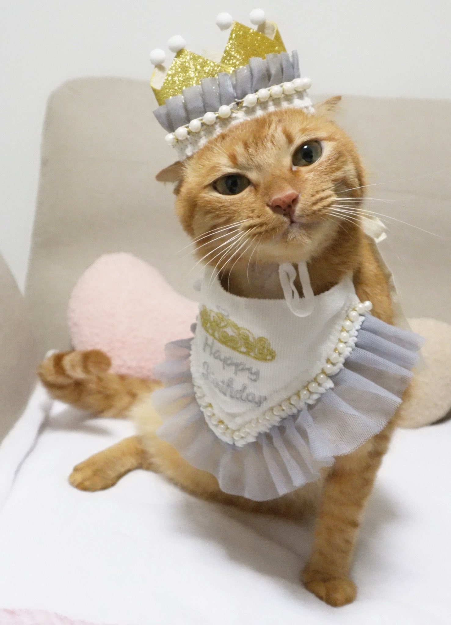 にゃんちゅページ ニャンちゅう (@nyantyuubot) / X