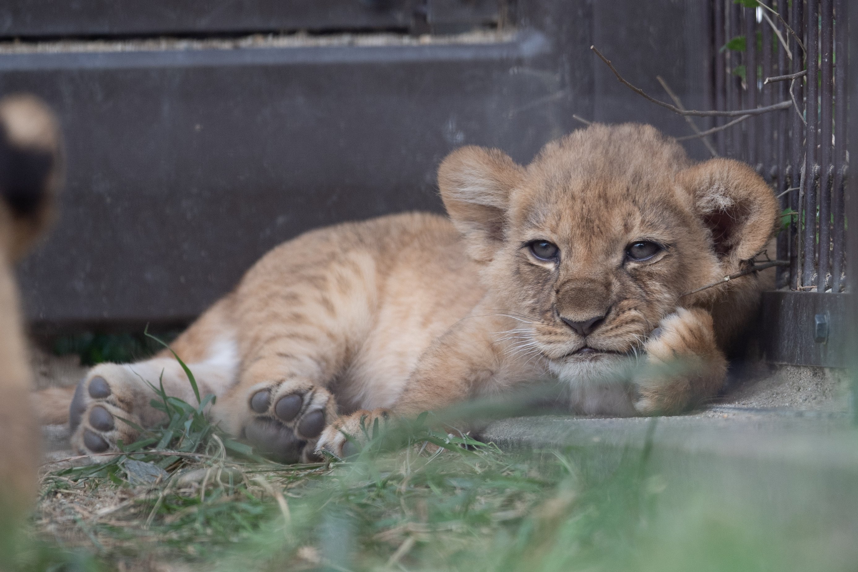 ライオン - Search / X