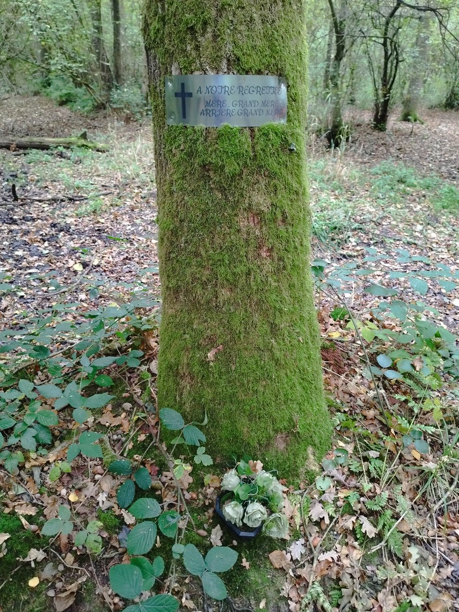 Autre "découverte" au hasard d'une cueillette aux champignons en forêt, cette plaque et sa couronne mortuaire au pied de l'arbre..