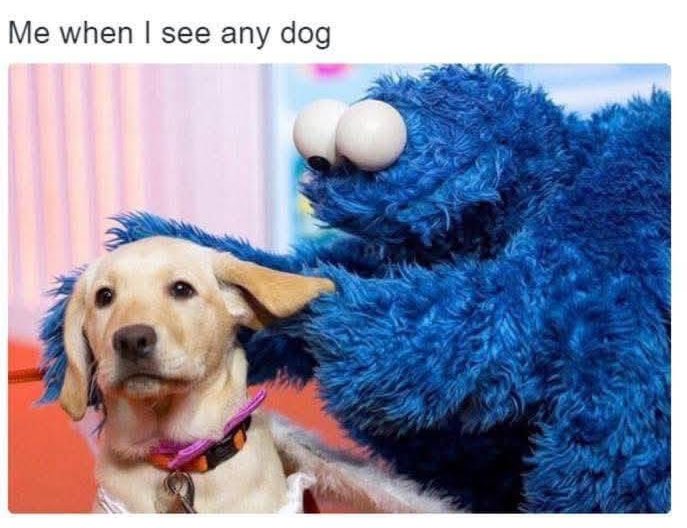 Puppies 🐶 (@puppiesiover) on Twitter photo 