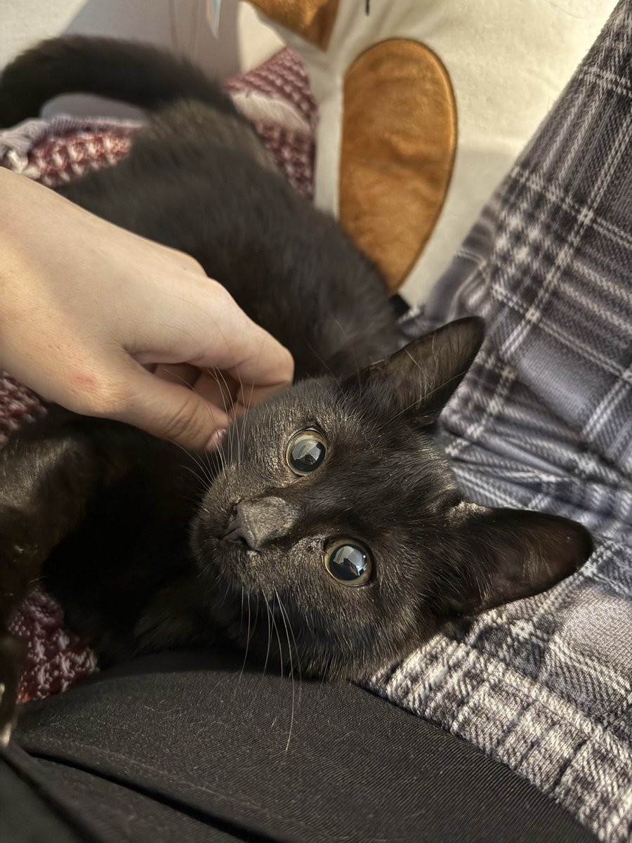 sahiplenilip bir gün sonra geri gönderilmiş insan aşığı boncuk gözlü bu güzellik yuva arıyormuş ankara