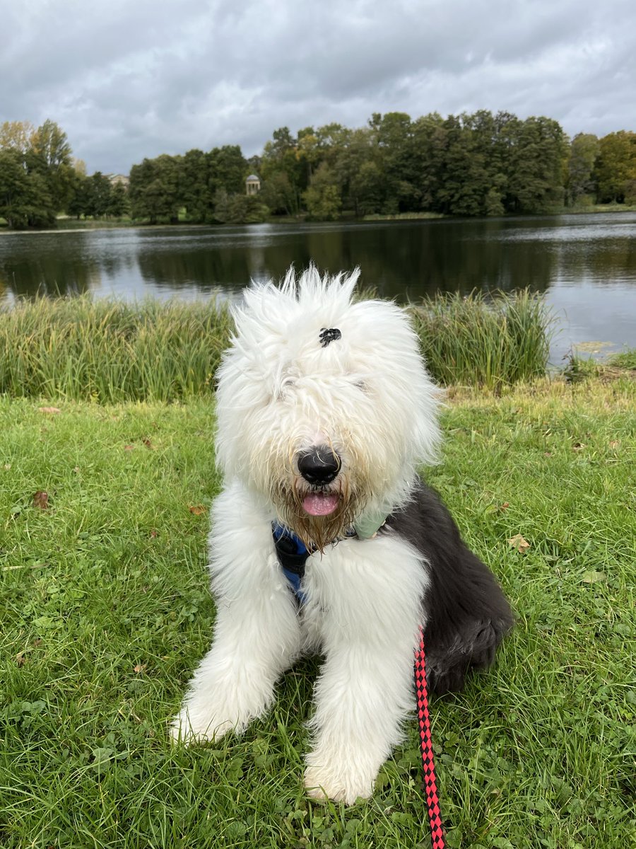 Training walk at Stowe Gardens. I love people a bit too much (and they love me!) so I need to learn to walk past them without expecting cuddles every time. It’s hard you know but I’m a big fluffy baby who is still learning how to navigate this human world. 🩵