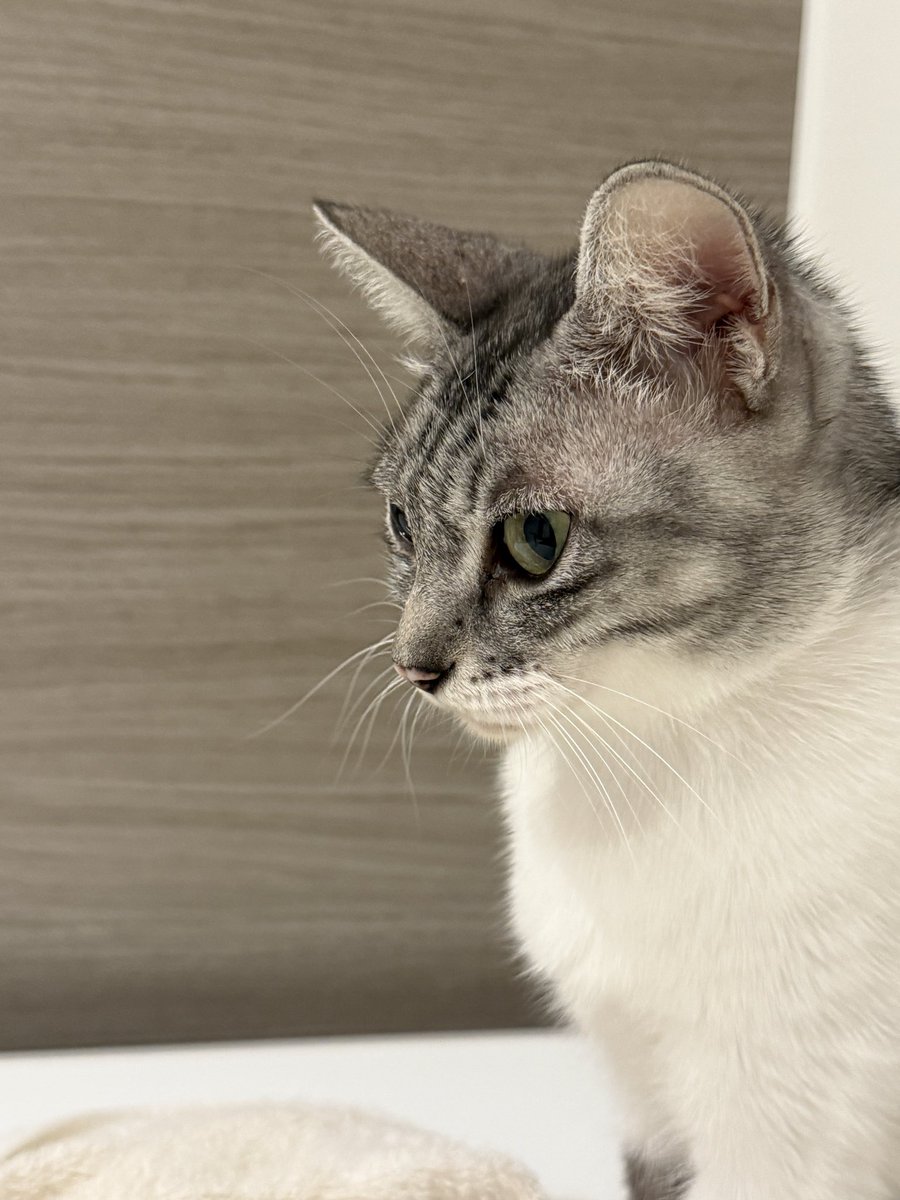 mameK527's tweet image. 厳しくもあり優しくもありな縞々姐さんの特訓。

＃96義経
＃こねこ 
＃バスルーム