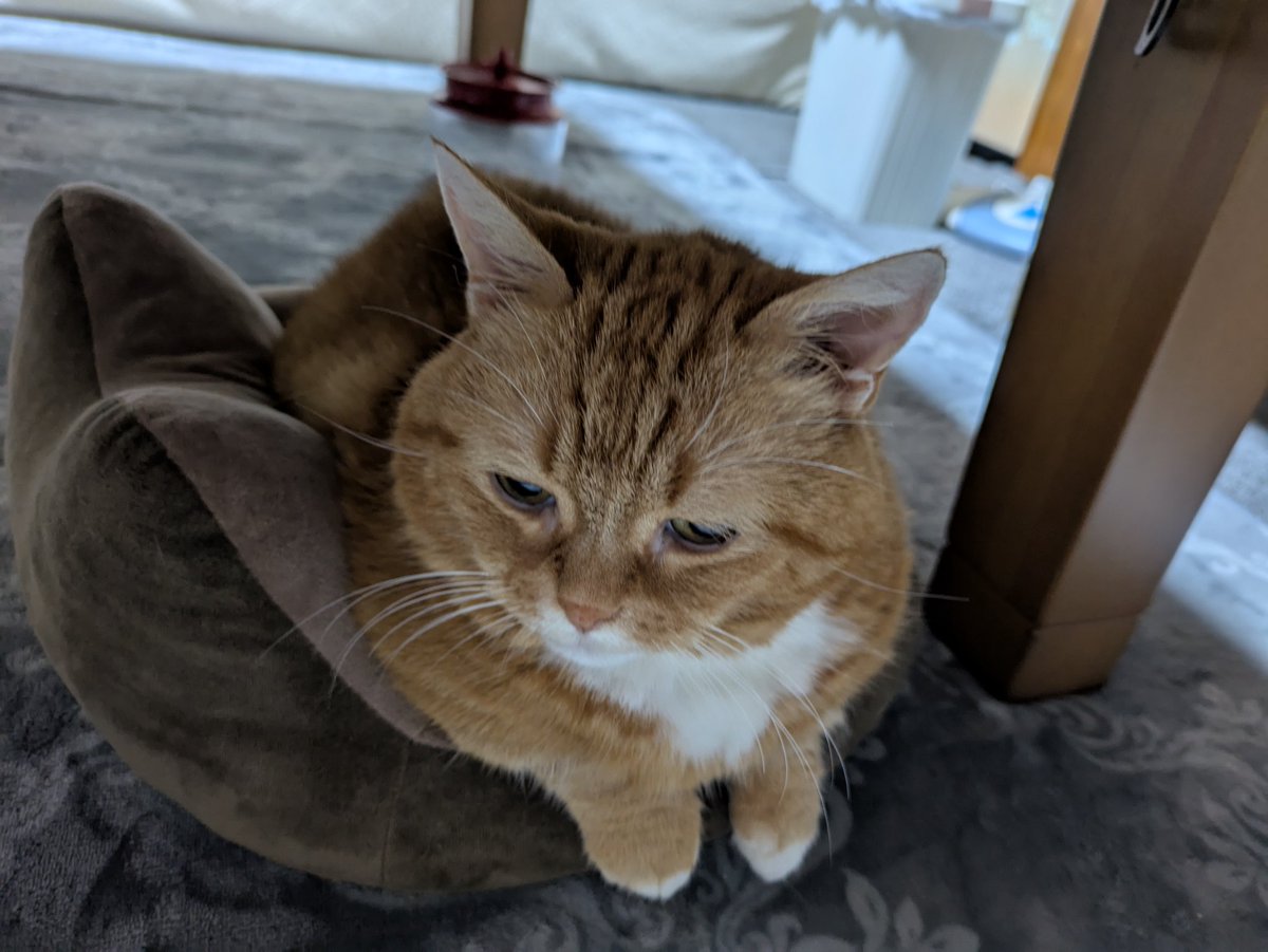 みぃすけ様 みぃすけ (@Mimami_cat) / Posts / X