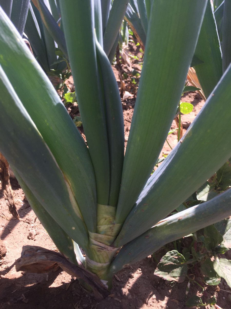 young farmer's tweet media