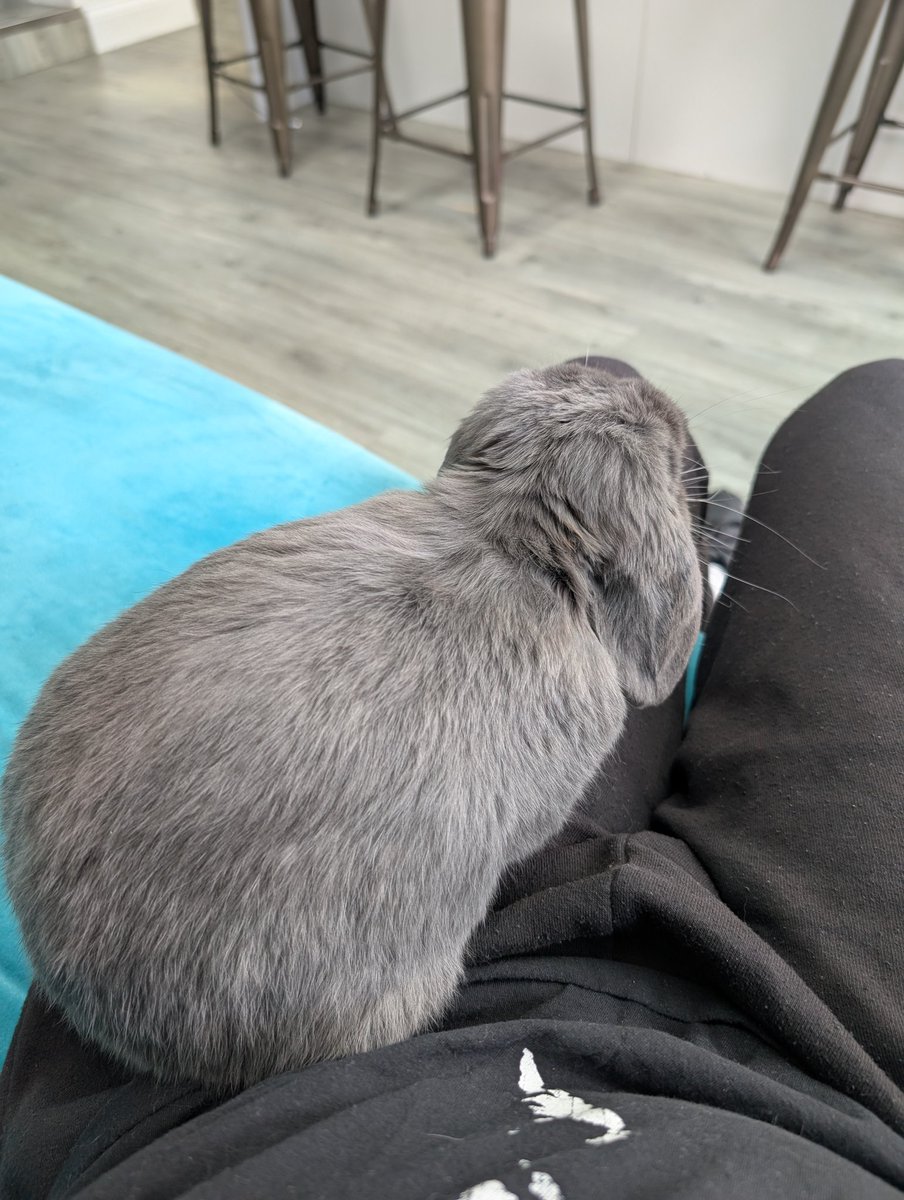 My niece's bunny has an obsession with trousers right now. His adventurous ways continue to amuse me.