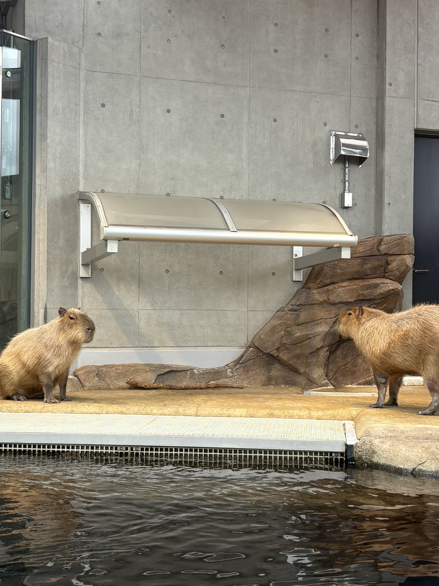 Souga_aaa's tweet photo. カピバラサンとカワウソとペンギンとかわかってる(｀・ω・´) https://t.co/QqpaUqRZjr