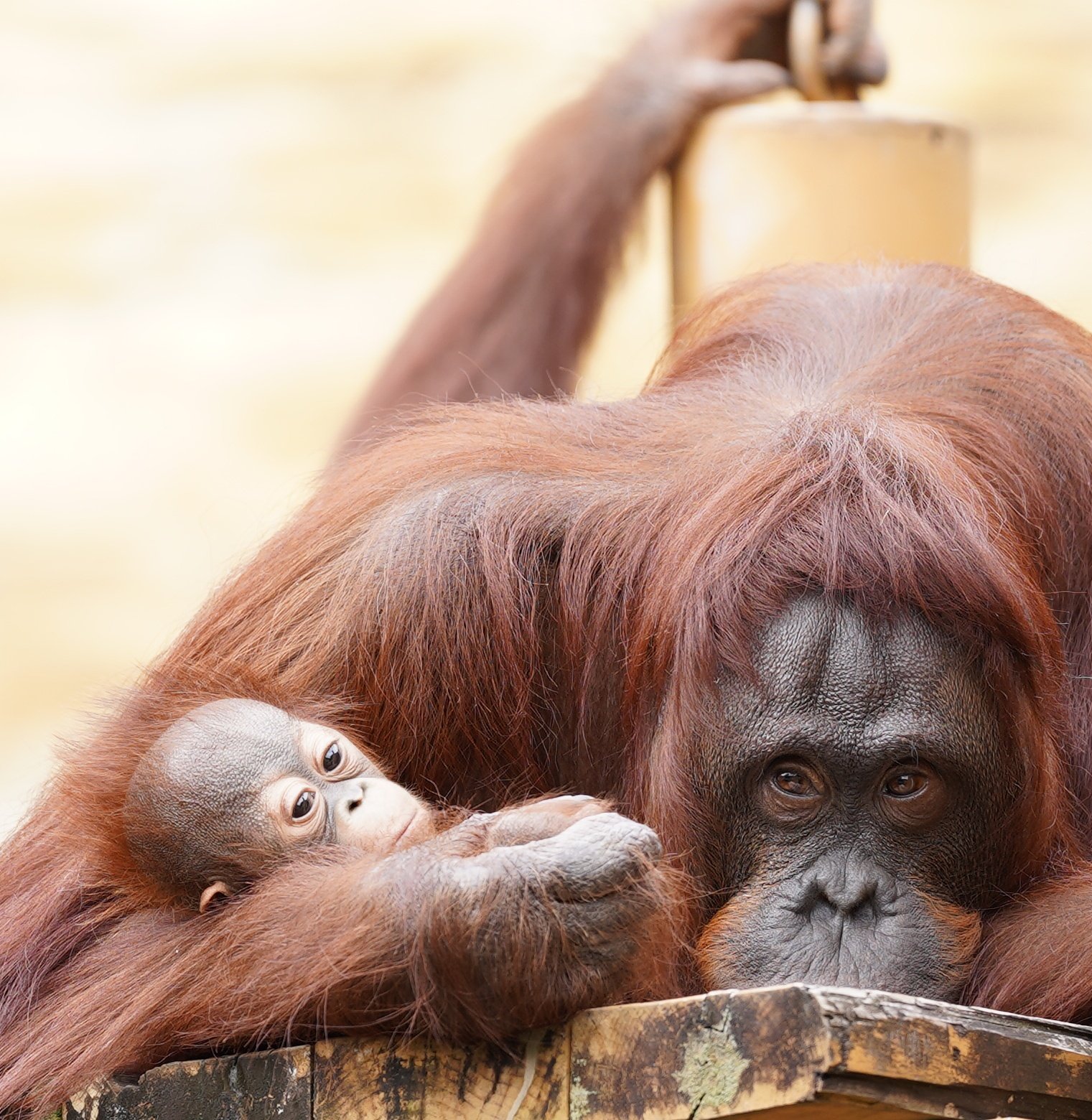 キキ様 ZX250LCK 3 段ハイリフトを開いて、畳んで。 取り付けられている