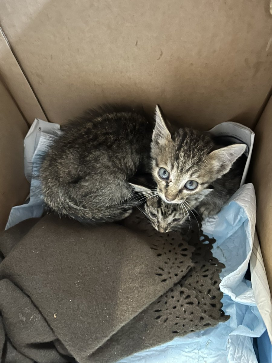 他の兄妹は
カラスに連れ去られたとか🥲

この世に生まれて
助かったこの仔たちは
全力で守りたいけれど

繁殖制限していれば
悲しい命はなかったという現実

大きくなっておくれ
兄妹の分も生きなきゃ

＃野良猫と呼ばれる猫
＃箱の中で震えていた兄妹
＃不妊手術
＃去勢手術
＃所沢さくらねこ診療所