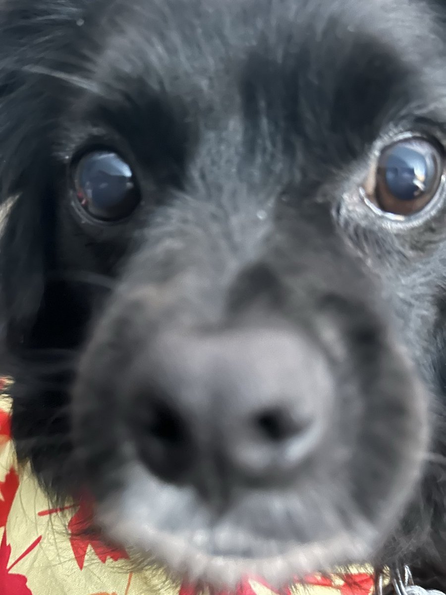Happys Sunday eberbody! Here’s a Sunday mornin selfie boop if aneebody needs one. Hab a great day fill wif eberfing dat makes yoo happy🐾♥️🐾