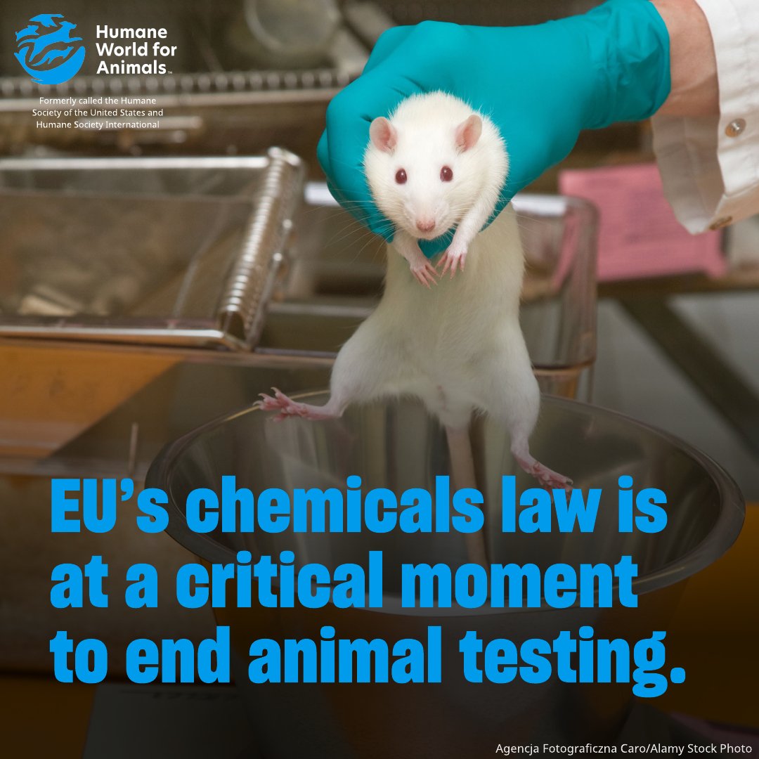 humaneworldeat's tweet image. A recent @Euractiv article highlights a key moment to phase out animal testing under EU’s chemicals law, REACH.
While cosmetics animal testing is banned, REACH still allows animal tests for chemicals even when non-animal methods are available, using unnecessary suffering.
