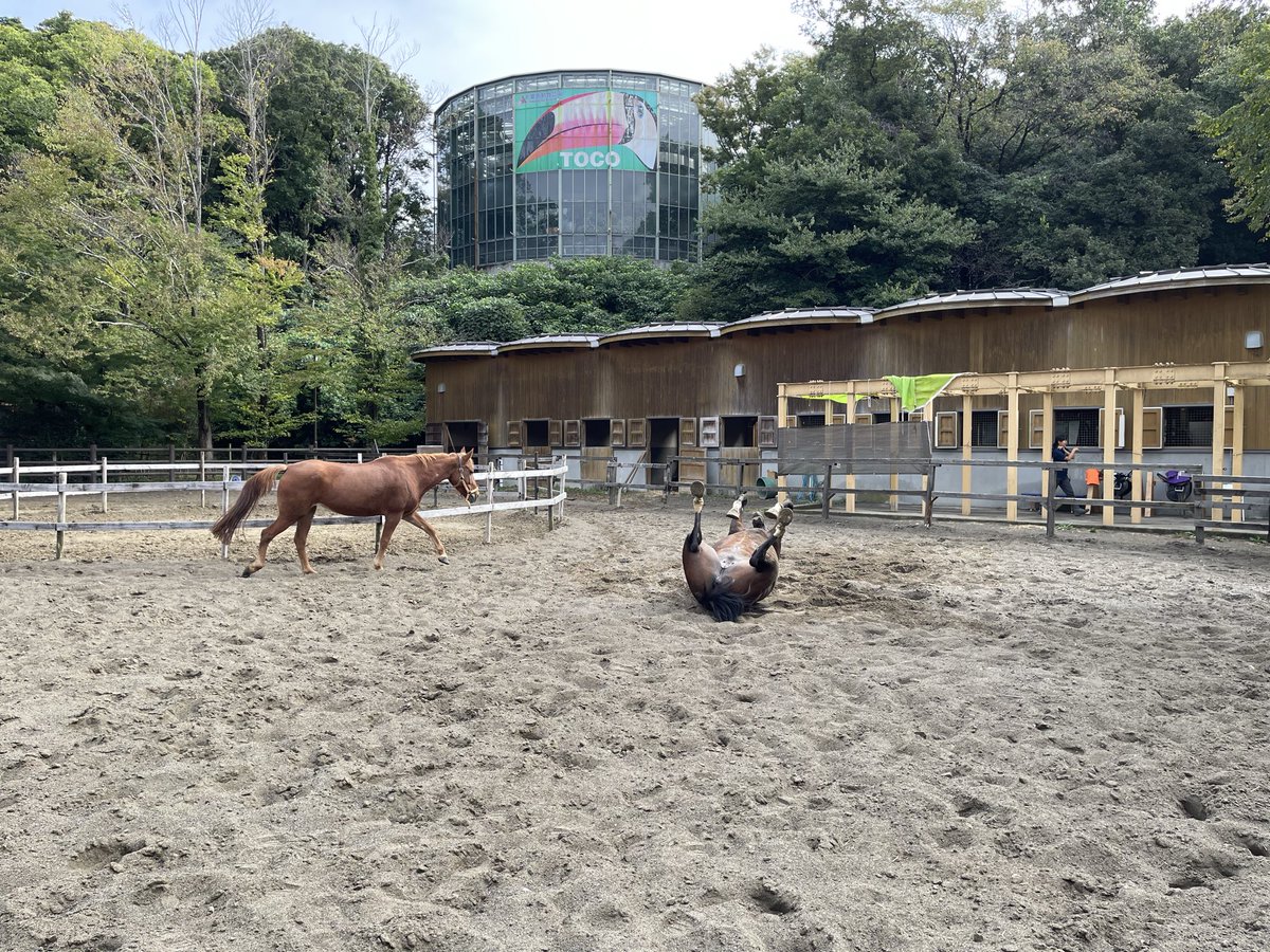 Oxql5c0's tweet image. 帰宅しました😊
雨も降らず、楽しいイベントになりました✨
お知り合いの方もいらっしゃり、目の前にはお馬さん、アルパカさんが🐎🦙
片付け終わりににぃさんも合流して、
みんなでファミレスご飯😋
お迎えした物は明日ご紹介します🐰