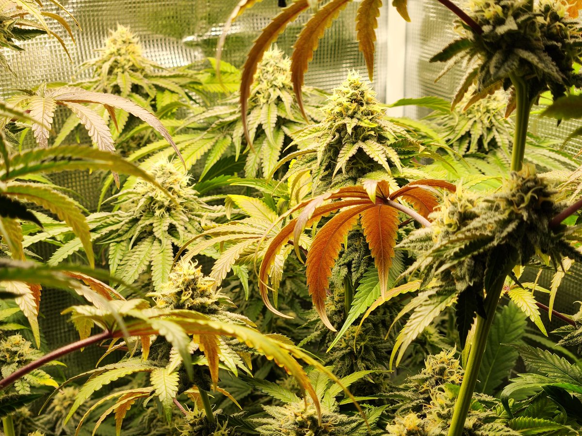 joeblew4's tweet photo. My little field of dreams https://t.co/nB8rKyyNQ3