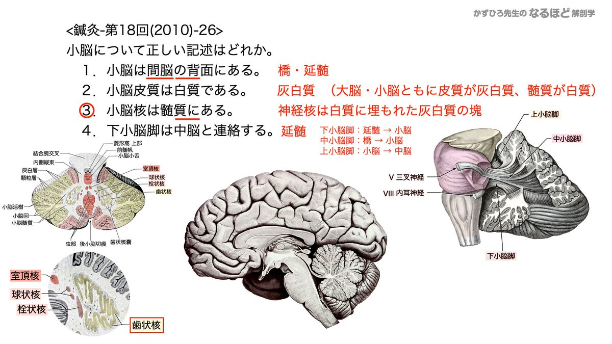 答え】3 1. 橋・延髄 2. 灰白質（大脳・小脳ともに皮質が灰白質、髄質