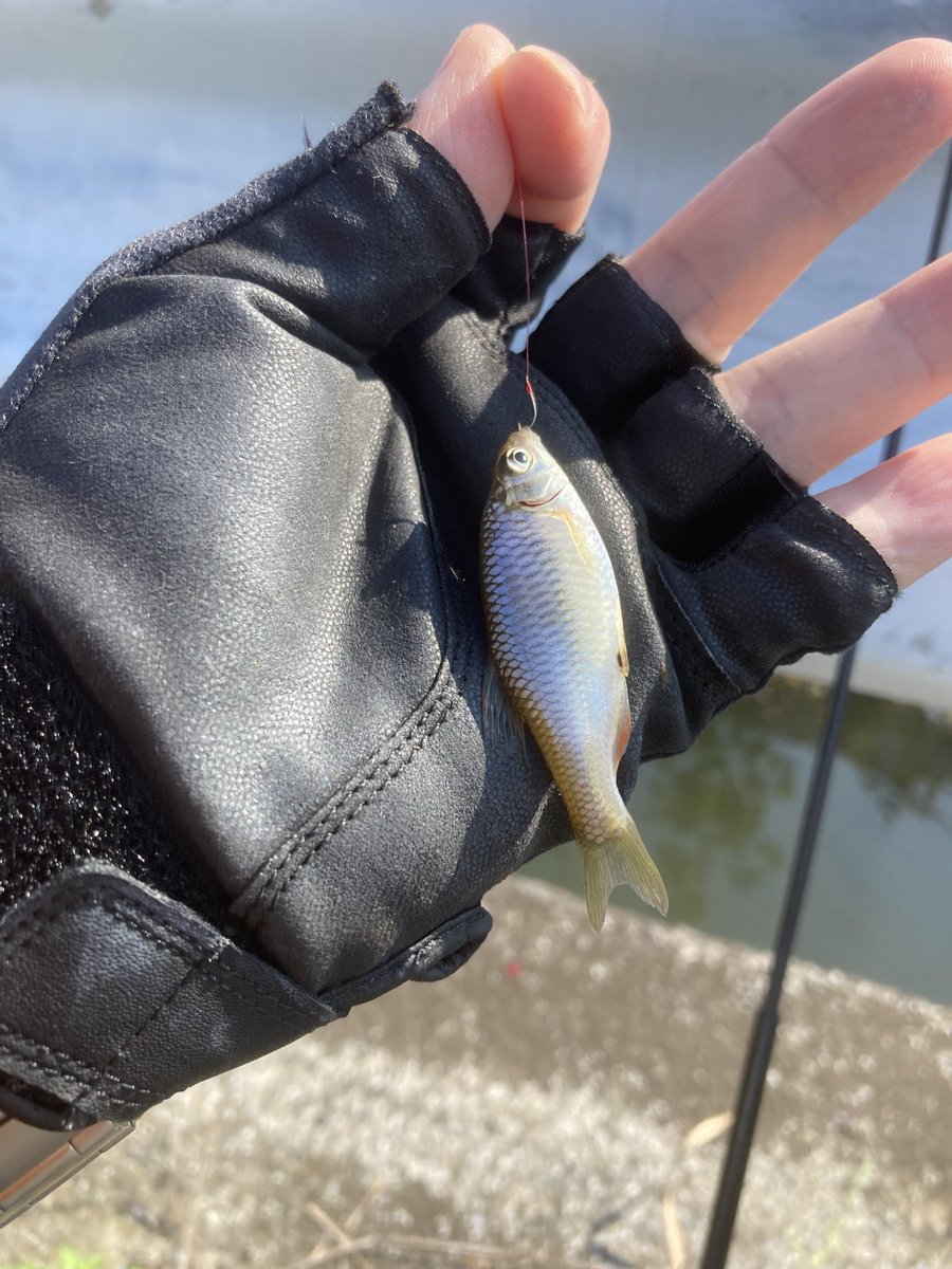 らびっとのBass time tweet media