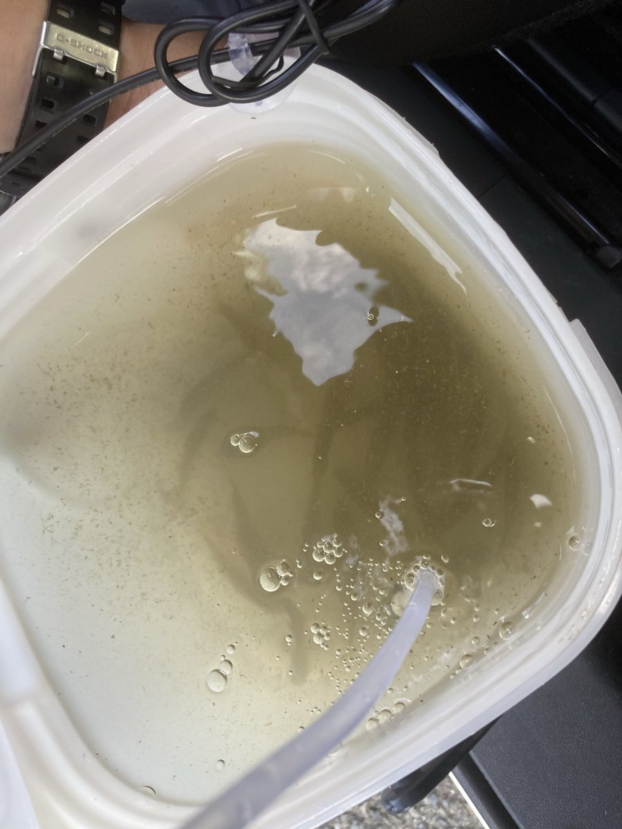 らびっとのBass time tweet media