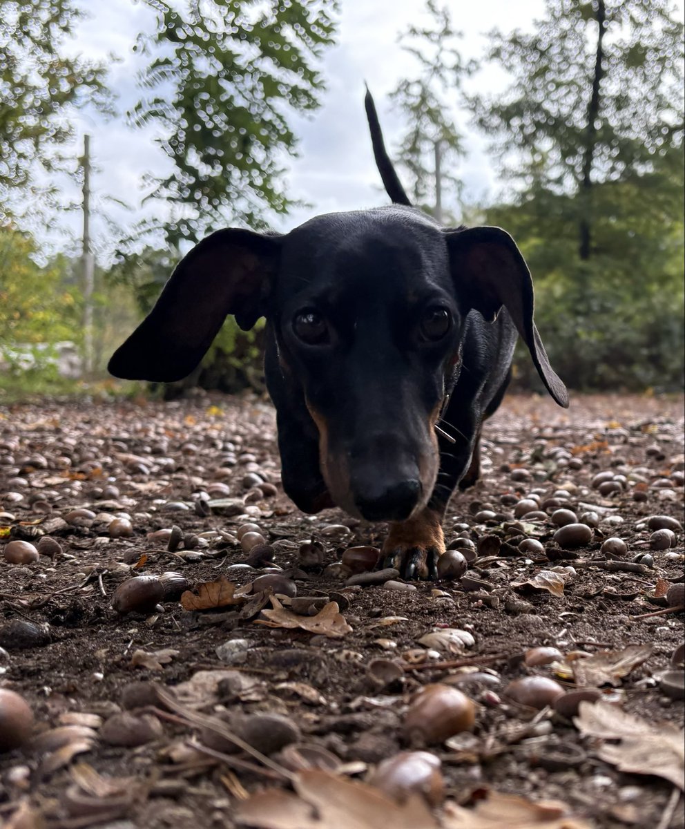 Hallo?