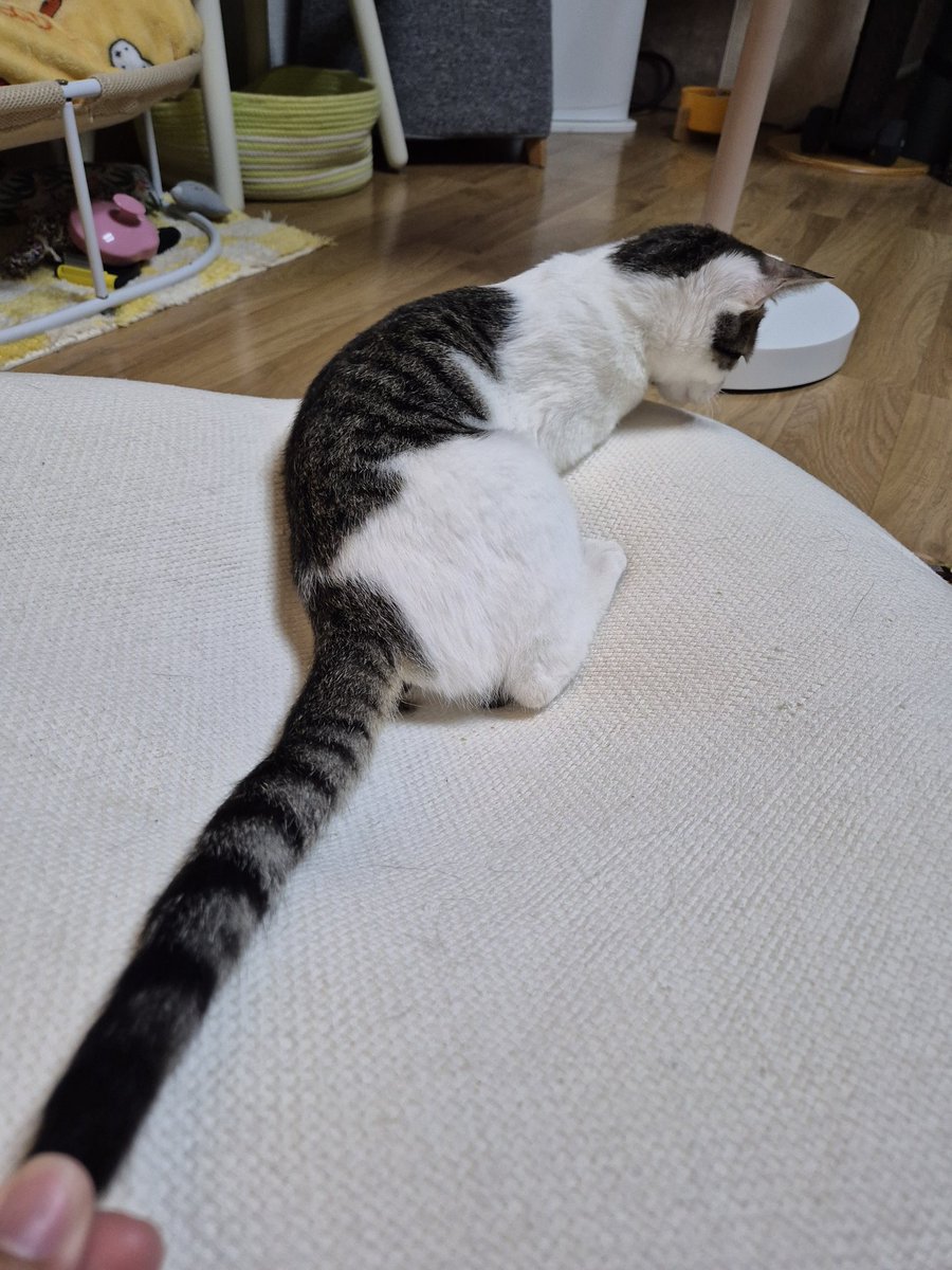 hambogi_cat's tweet image. 햄푼젤아 꼬리를 내려다오~~~~~~