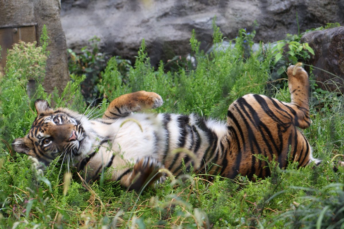 sikashi_sikashi's tweet image. ゴロニャン🐯

#東山動植物園
#スマトラトラ