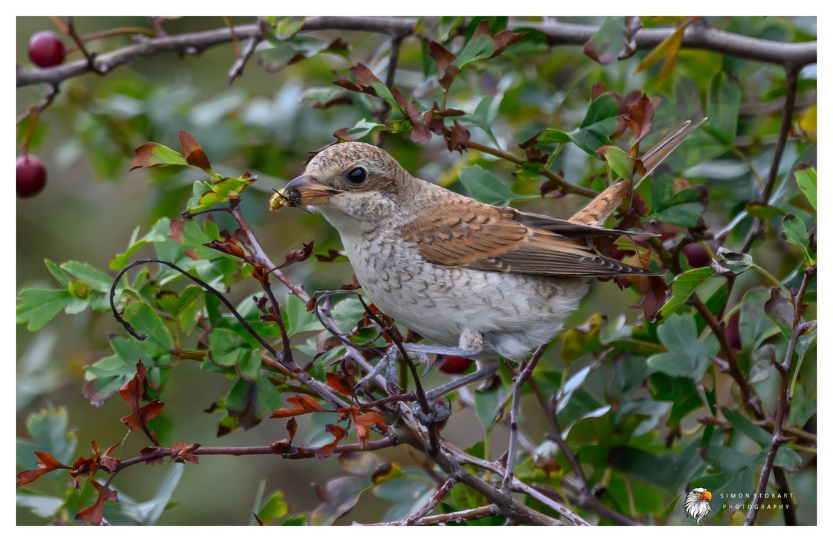 𝙎𝙞𝙢𝙤𝙣 𝙎𝙩𝙤𝙗𝙖𝙧𝙩 🦆🦉🦊 tweet media