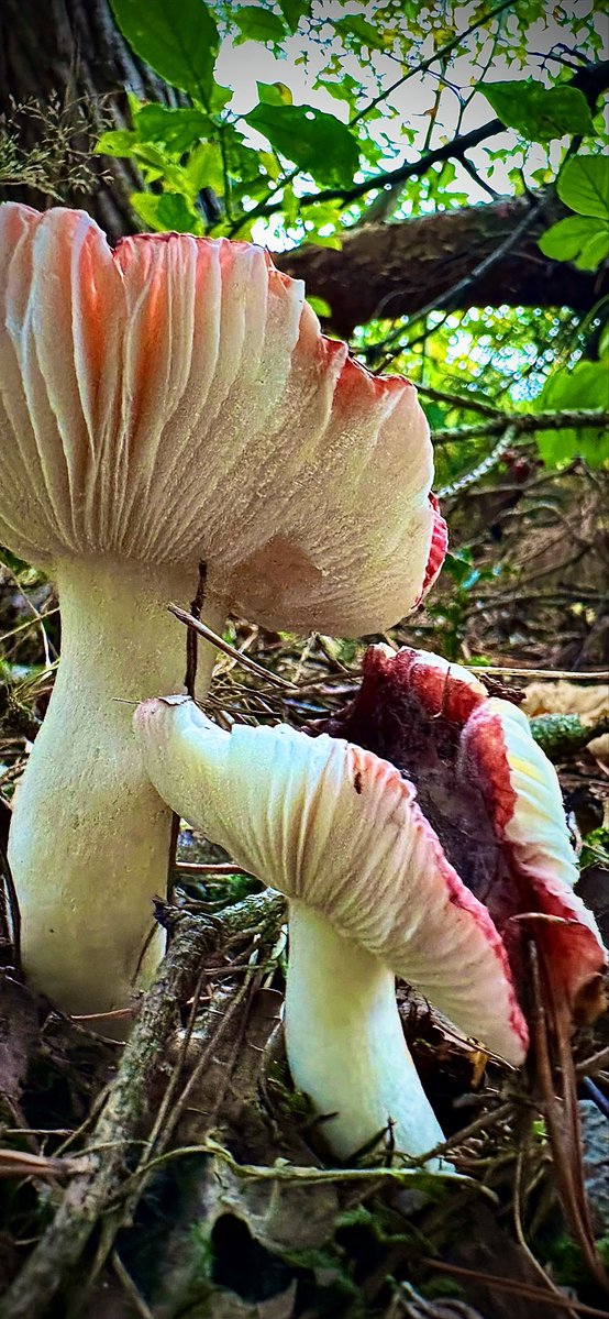 #hardlopen #running🏃‍♂️