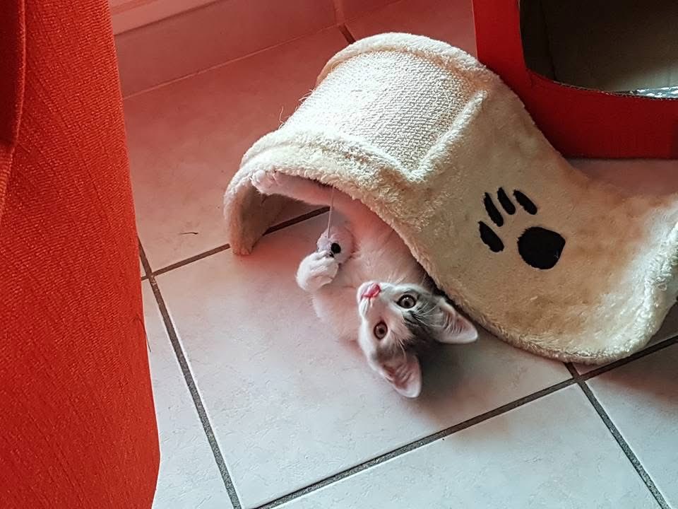 Emma Trebouillard tweet media