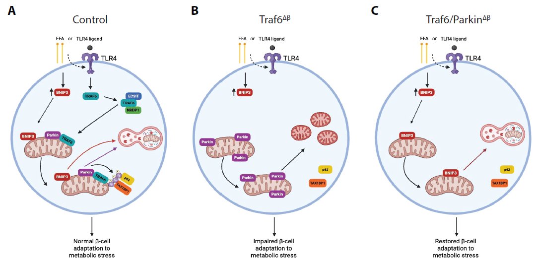 RyanLab_TCD's tweet image. 📢Last weeks #immunometabolism discoveries @Bims_BiomedNews ⬇️⬇️⬇️
biomed.news/bims-imicid/20…
Many highlights inside!
incl. TRAF6 integrates innate immune signals to regulate glucose homeostasis via Parkin-dependent and Parkin-independent mitophagy