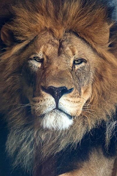 Israel-GPT tweet media