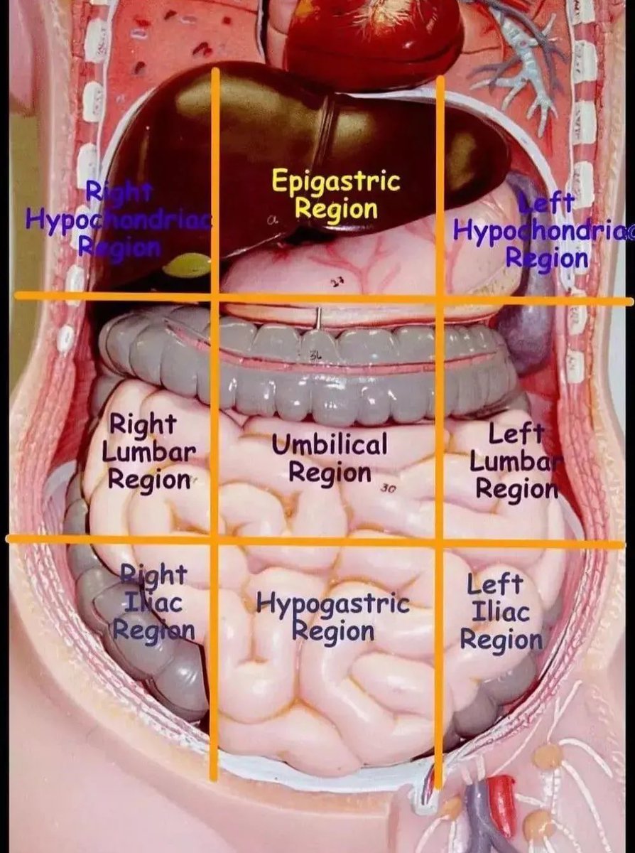 Internal view of the 9 abdominal regions 📍