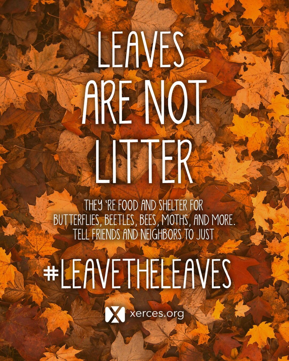 Raking? Overrated. 🍂 Fallen leaves create habitat, boost soil health, and reduce landfill waste. Work smarter, not harder. #GreenLiving #LukeNatoli #FallTips #EcoFriendly #SustainableLiving #GreenLiving