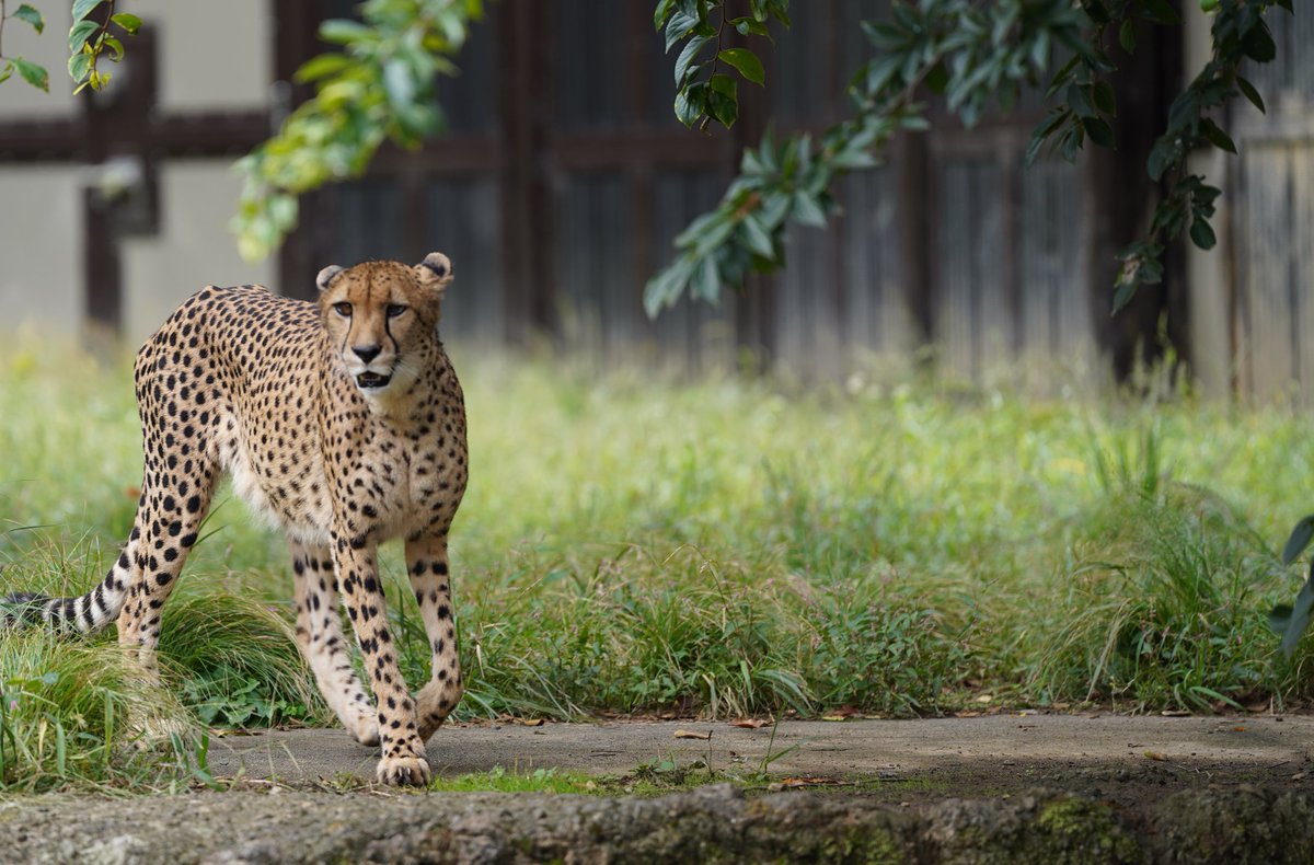 #多摩動物公園  #チーター
カッコよ
2025.10.12