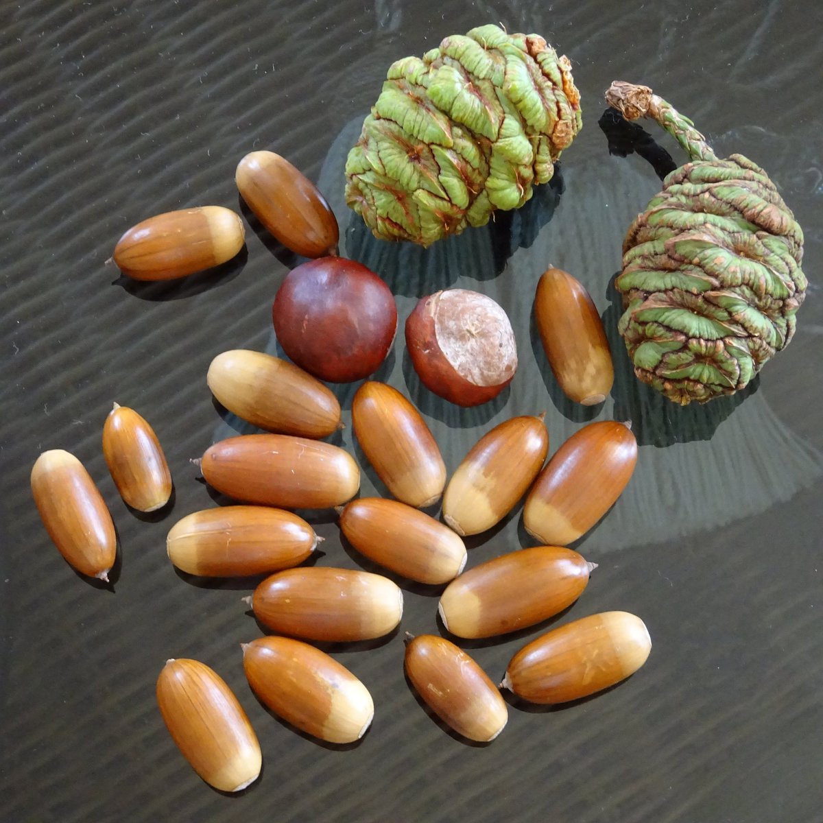 niaga_hijau's tweet image. Acorns, Conkers, and Cones..
#Acorns from Oak Tree..
#Conkers from Horse-chestnut
Kiddies collected most of them. 😁
#Cones from Sequoiadendron giganteum
(Giant redwood)
It's definitely a bumper/
'mast year' for acorns.
#nature #autumn #seeds #photo
#art #naturelovers .. 🍂🌰🧡🕊