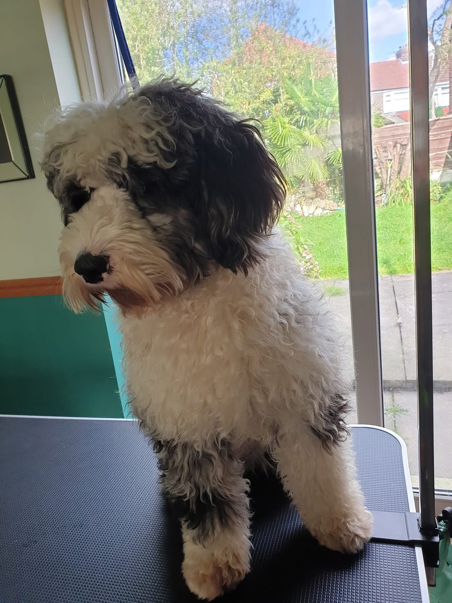 joannew0112's tweet image. Pls rt How has Sasha just disappeared 😔 

#missing from #audenshaw #manchester M34 area 

She went missing on 4th September and not one single sighting has been reported 

If anyone has any info pls telephone 📞 number on poster 

Reward for safe return being offered #FindSasha
