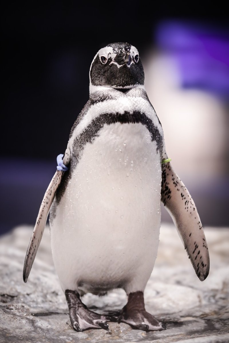 umitsuki (@umitsuki_1101) / Posts / X