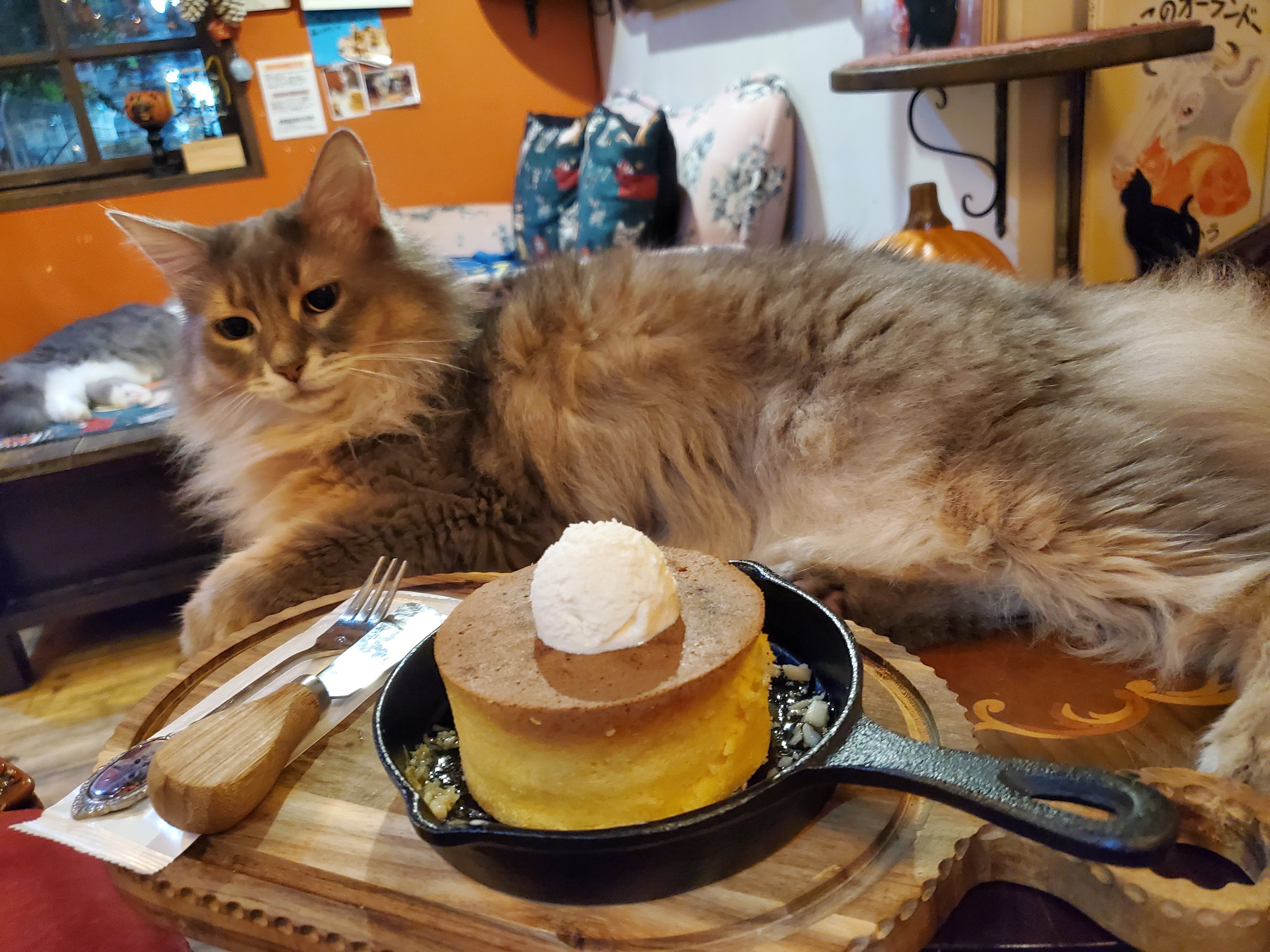 【半額SALE】149,060→ 74,530猫油絵『猫珈琲店』 半額SALE】149,060→ 74,530猫油絵『猫珈琲店』 半額SALE