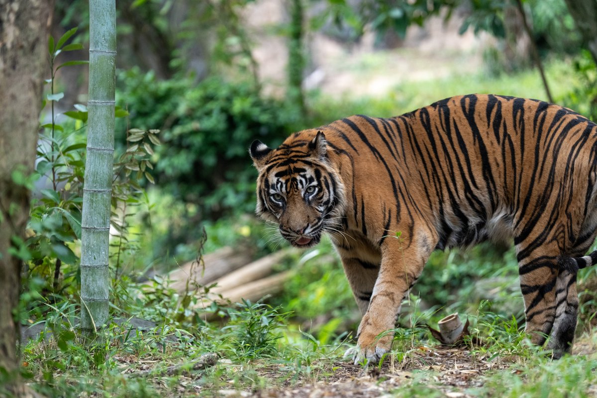 seigo666's tweet image. 今日も一日おつかれさまでした
おやすみなさい

#スマトラトラ「デル」
#よこはま動物園 #ズーラシア #ZOORASIA #よこはま動物園ズーラシア

撮影日 2025/10/10
